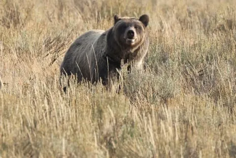 Backpacker Injured by Wild Animal in Wilderness Area Transported to Medical Facility
