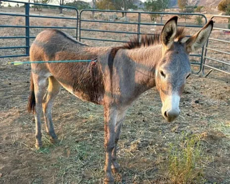 Donkey On the Mend Following Recent Arrow Attack on Free-Roaming Asses in the Golden State