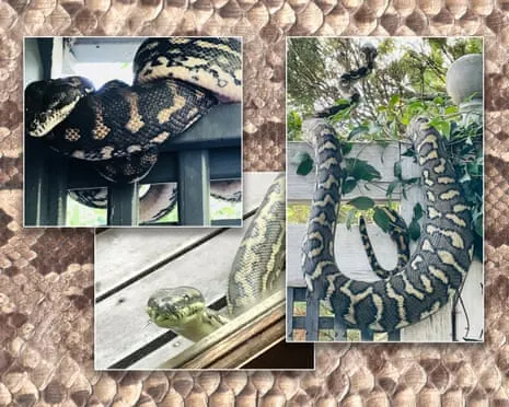 Welcoming my Snakes in My Ceiling: An Evolution from Anxiety to Respect