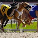 Winning At The Dog Track - Who Gets Funds?